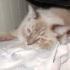 Nikon Coolpix S6400 Sn - Image 11